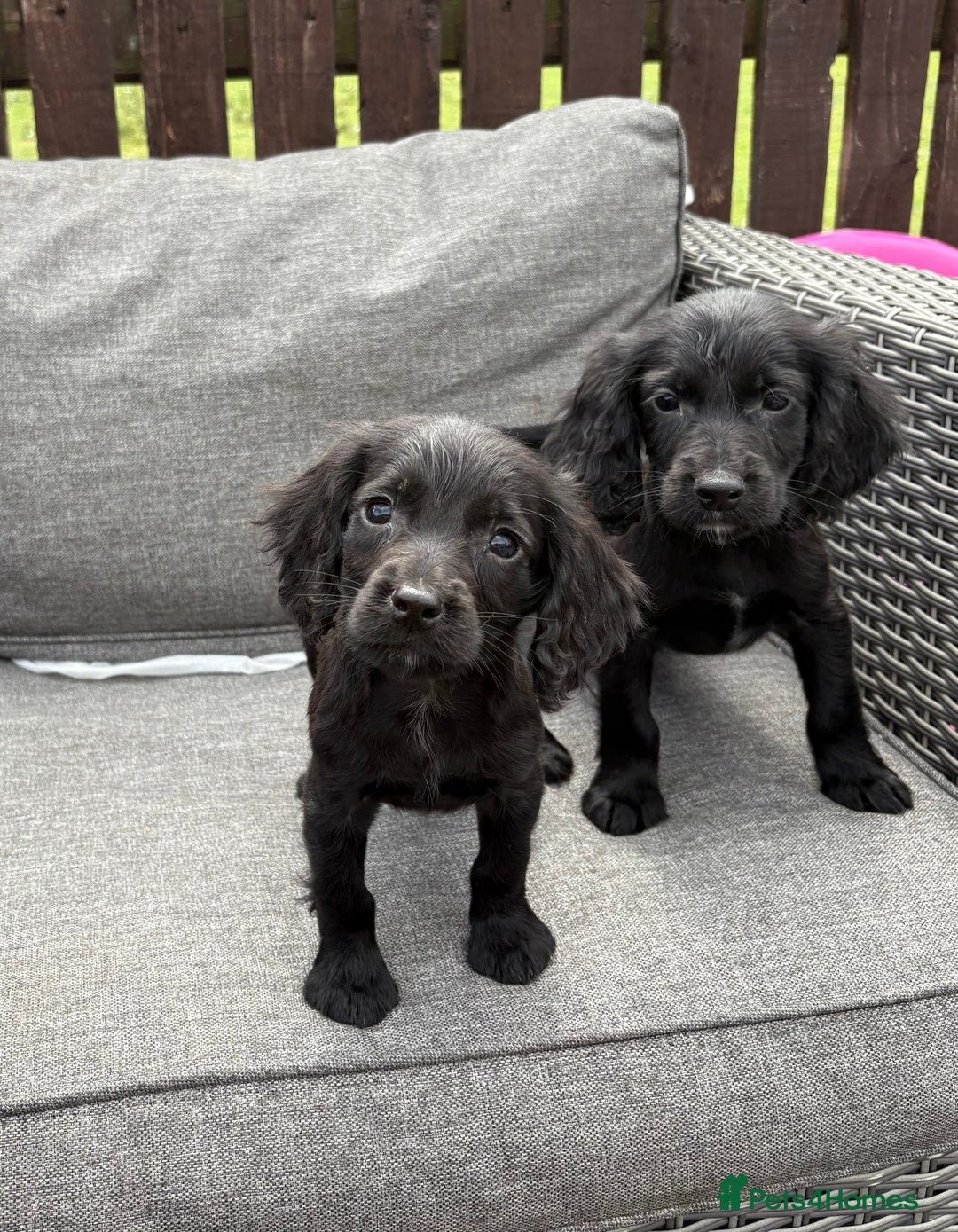 Cocker Spaniel dogs for sale: Cocker spaniel puppies🐶 - Image 10