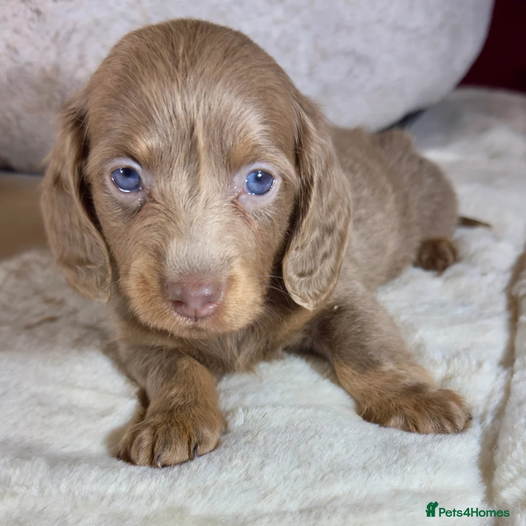 Miniature Dachshund dogs for sale: Long Hair Dachshund miniature Dapple - Advert 6