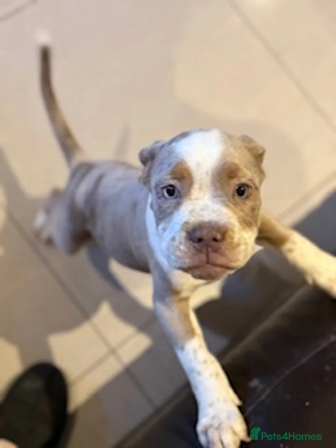 Old Tyme Bulldog dogs for sale: Olde English Fluffy bulldog puppies - Advert 19