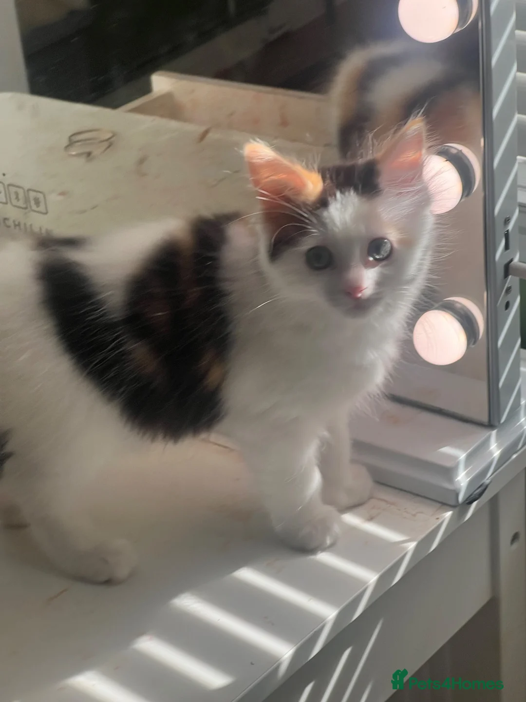 Ragdoll cats for sale: Beautiful Ragdoll & Ragdoll Cross Kittens  - Advert 2
