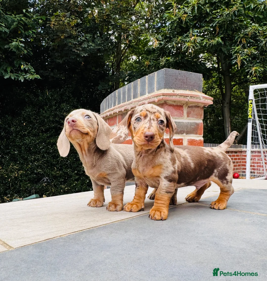 Miniature Dachshund dogs for sale: KC registered. Miniature Dachshunds. PRA clear. - Advert 2