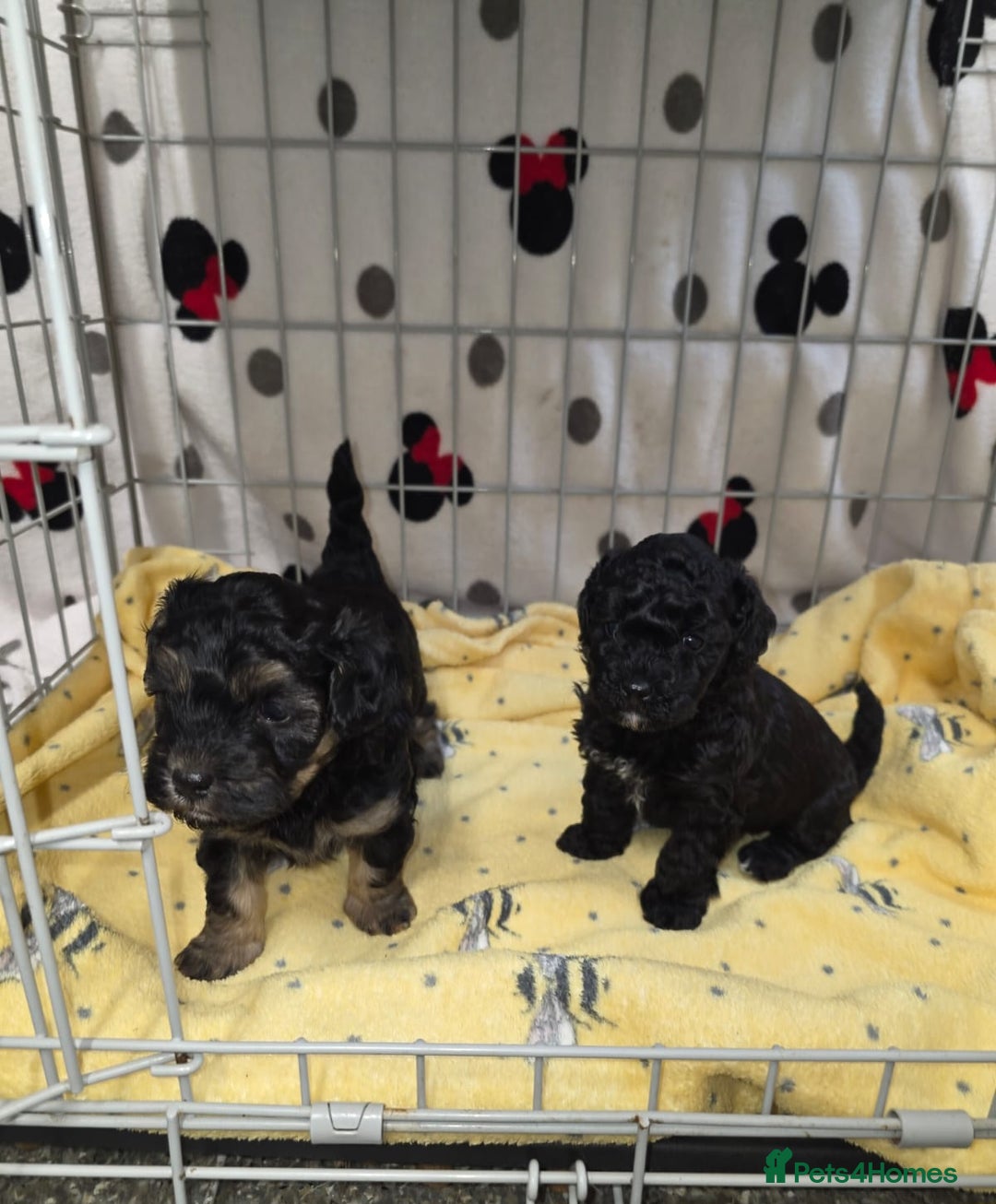 Maltipoo dogs for sale: Maltipoo Puppies 2 Beautiful Girls Available! - Image 15