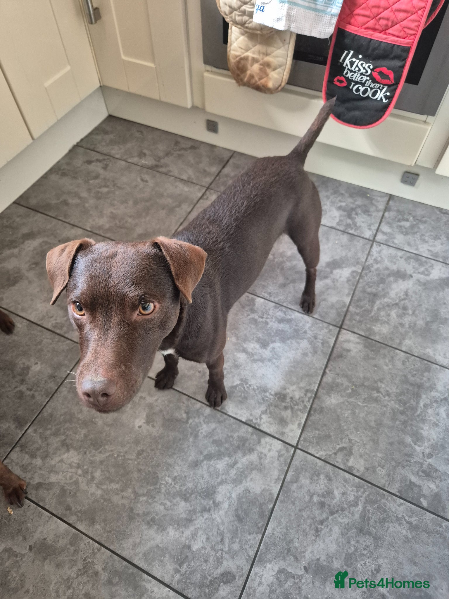 Patterdale Terrier dogs for stud: Ernie chocalate patterdale - Advert 3
