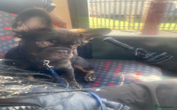 French Bulldog dogs for sale: Fluffy frenchie puppy - Image 1