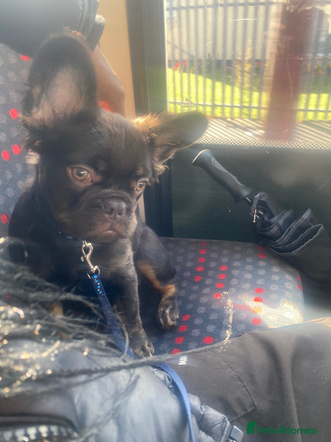 French Bulldog dogs for sale: Fluffy frenchie puppy - Image 1
