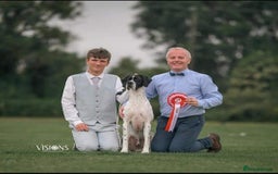 Pointer dogs for sale: 🪶 Pointer puppies 🪶 - Image 9