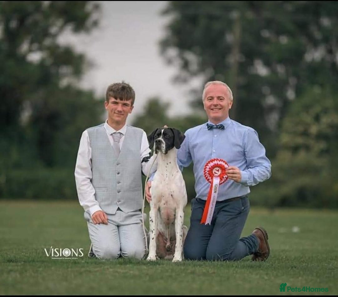 Pointer dogs for sale: 🪶 Pointer puppies 🪶 - Image 9