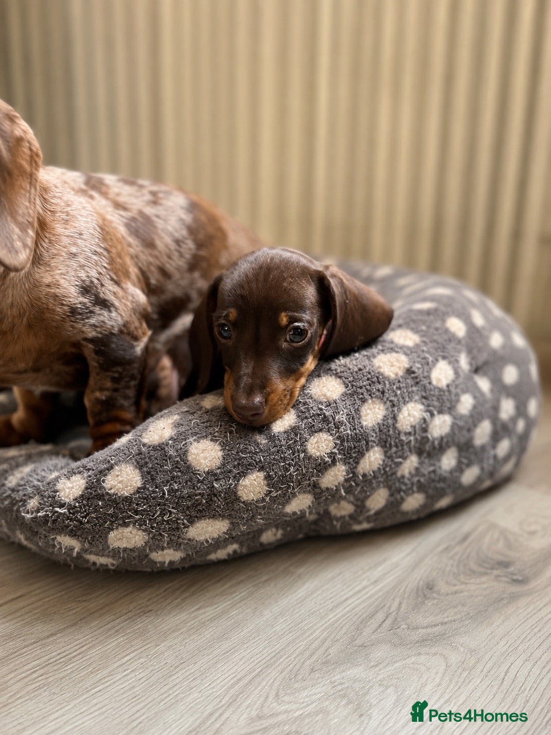 Miniature Dachshund dogs Last chocolate & tan miniature dachshund available - Advert 6