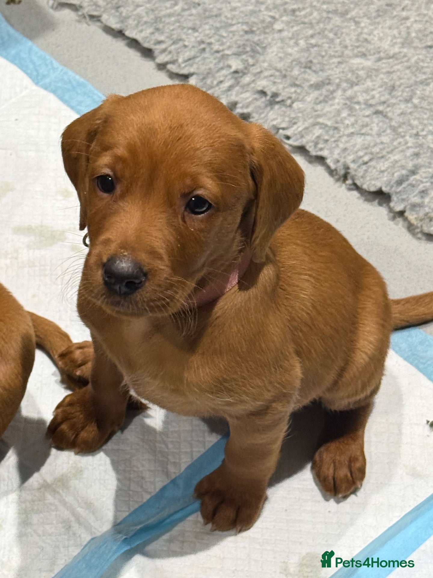 Labrador Retriever dogs for sale: Exceptional Fox Red Labrador Puppies  - Advert 10