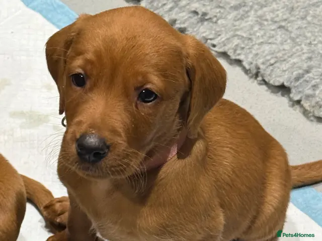 Labrador Retriever dogs for sale: Exceptional Fox Red Labrador Puppies - Advert 10