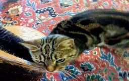 Mixed Breed cats for adoption: KENYA - Image 2