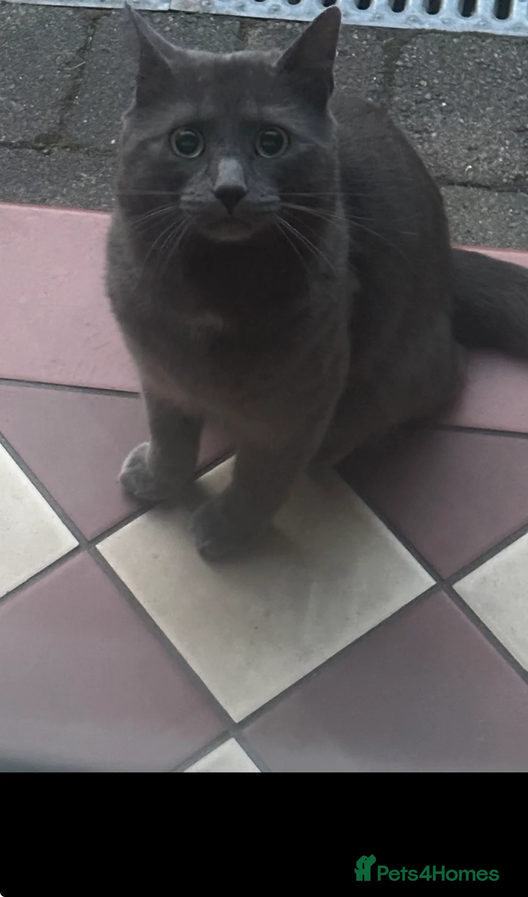 Persian cats for sale: Persian x British shorthair  - Advert 4