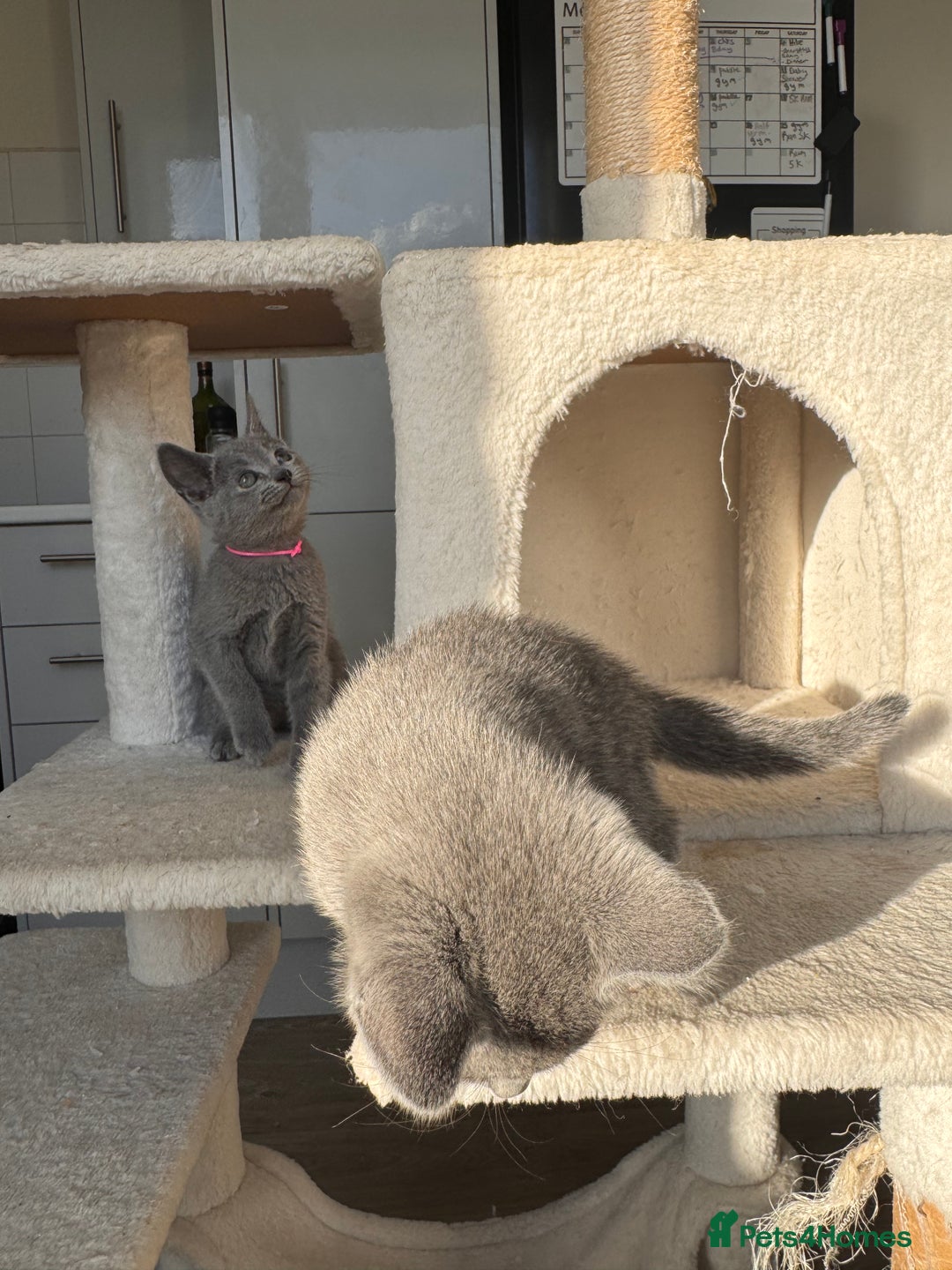 Russian Blue cats for sale: 🐾 Premium Home-Raised Russian Blue Kittens -Ready - Advert 17