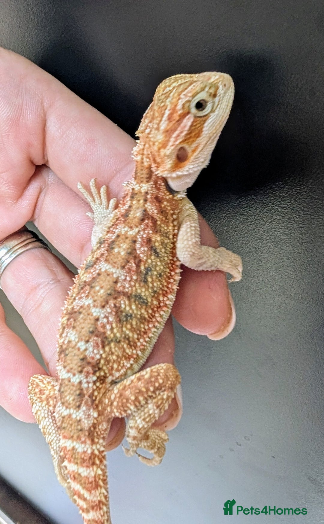 Bearded Dragon reptiles for sale: Baby Bearded Dragons ready now.  - Image 10