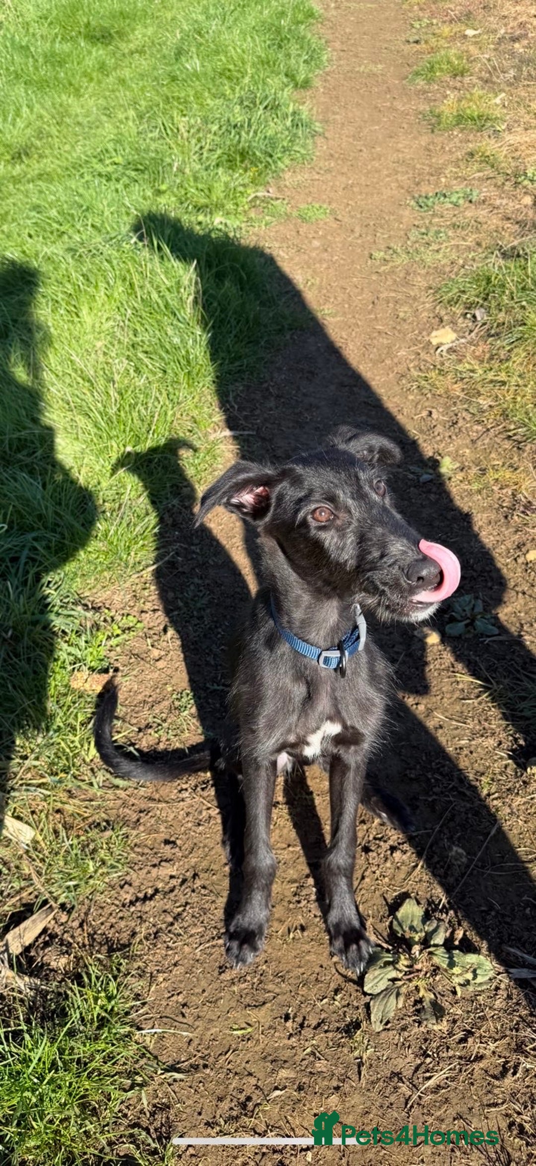 Lurcher dogs for sale: Lurcher pup - Image 3