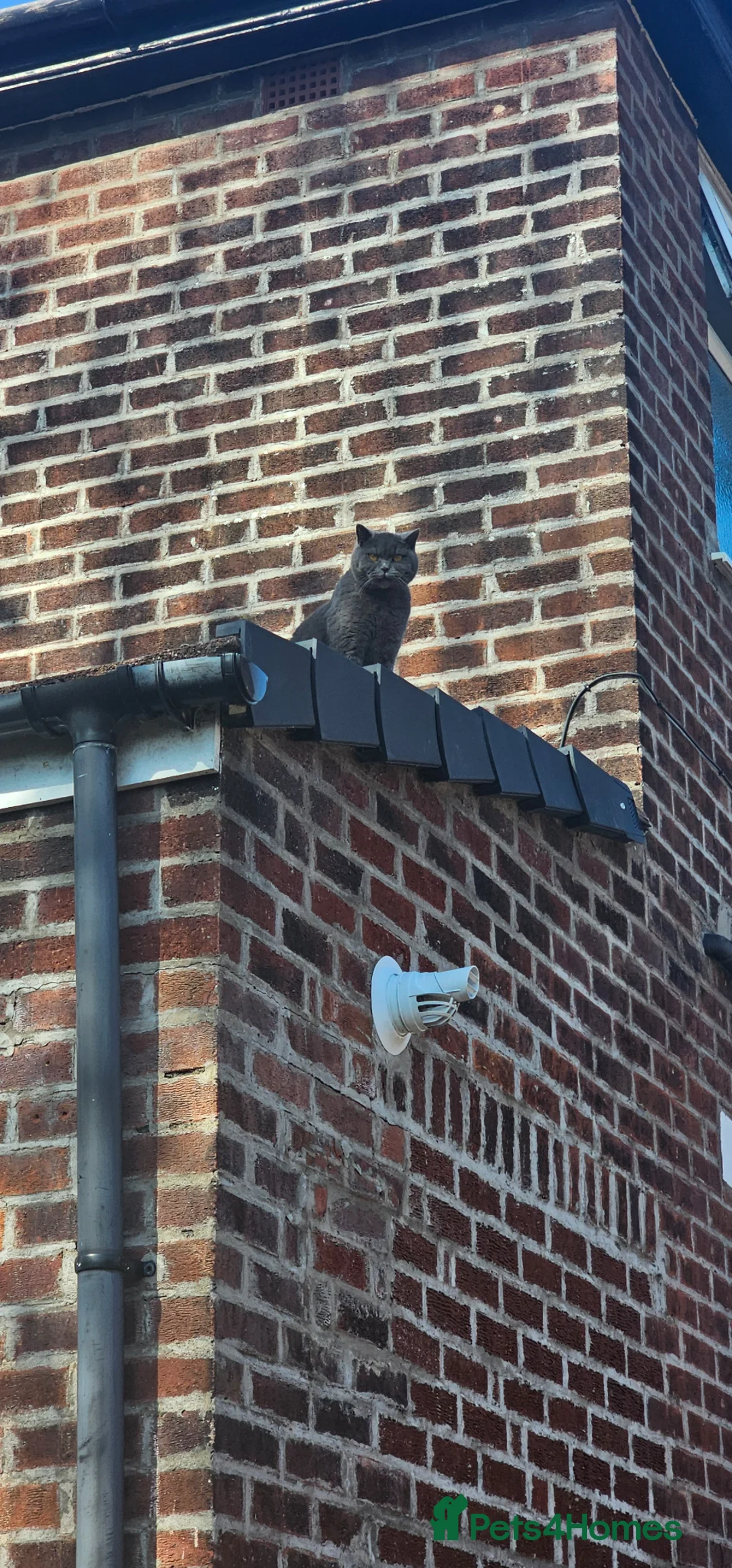 British Shorthair cats for sale: Beautiful cat in Cheadle - Advert 3