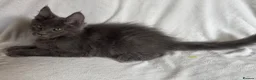 Maine Coon cats for sale: Reduced! TICA Maine Coon Kittens active possible  - Advert 16