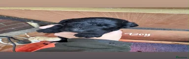 Cockapoo 1
