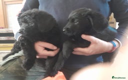 Labradoodle dogs for sale: mixed litter Black Labradoodles - Image 6