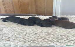 Dachshund dogs for sale: One Stunning shaded red girl still looking 😍 - Image 10