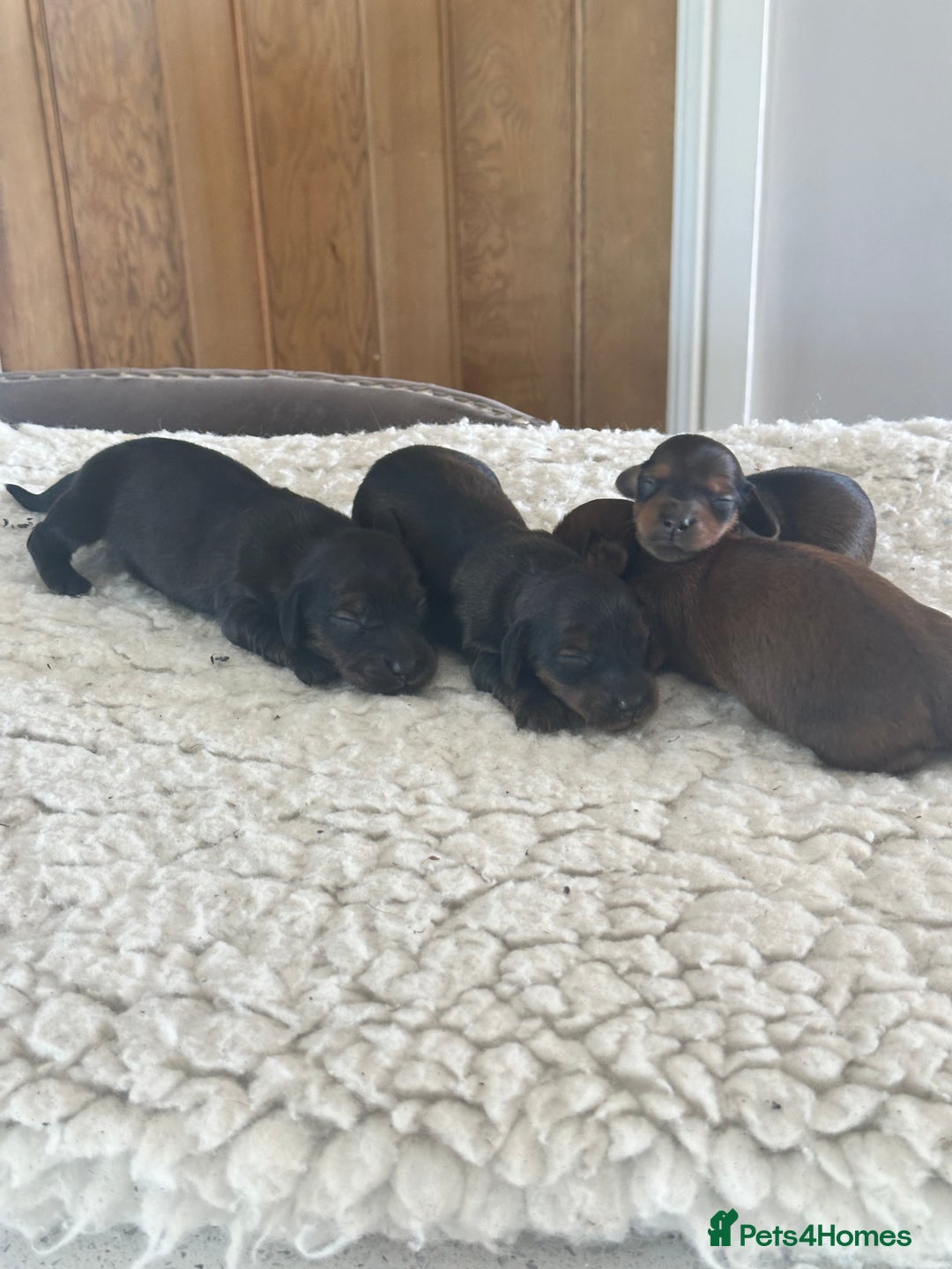 Dachshund dogs for sale: One Stunning shaded red girl still looking 😍 - Image 10