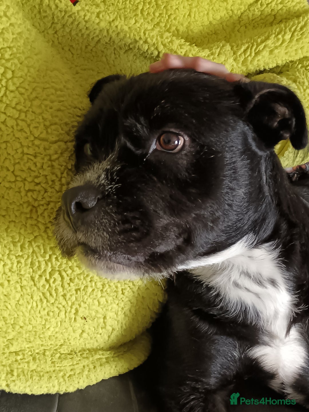 Mixed Breed dogs for sale: Meet Teddy devastated to have to rehome - Advert 2