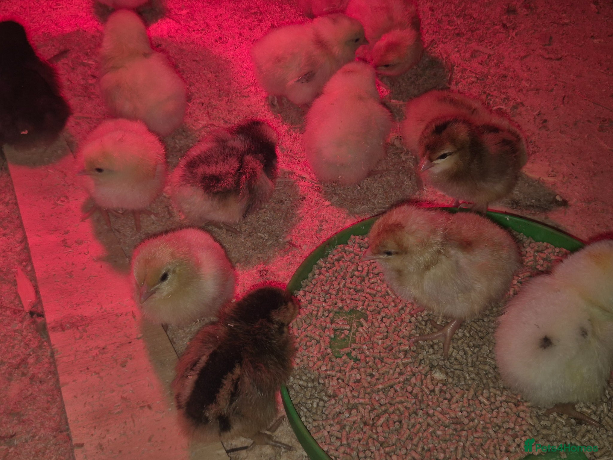Chickens poultry Baby Chicks for sale - Advert 2