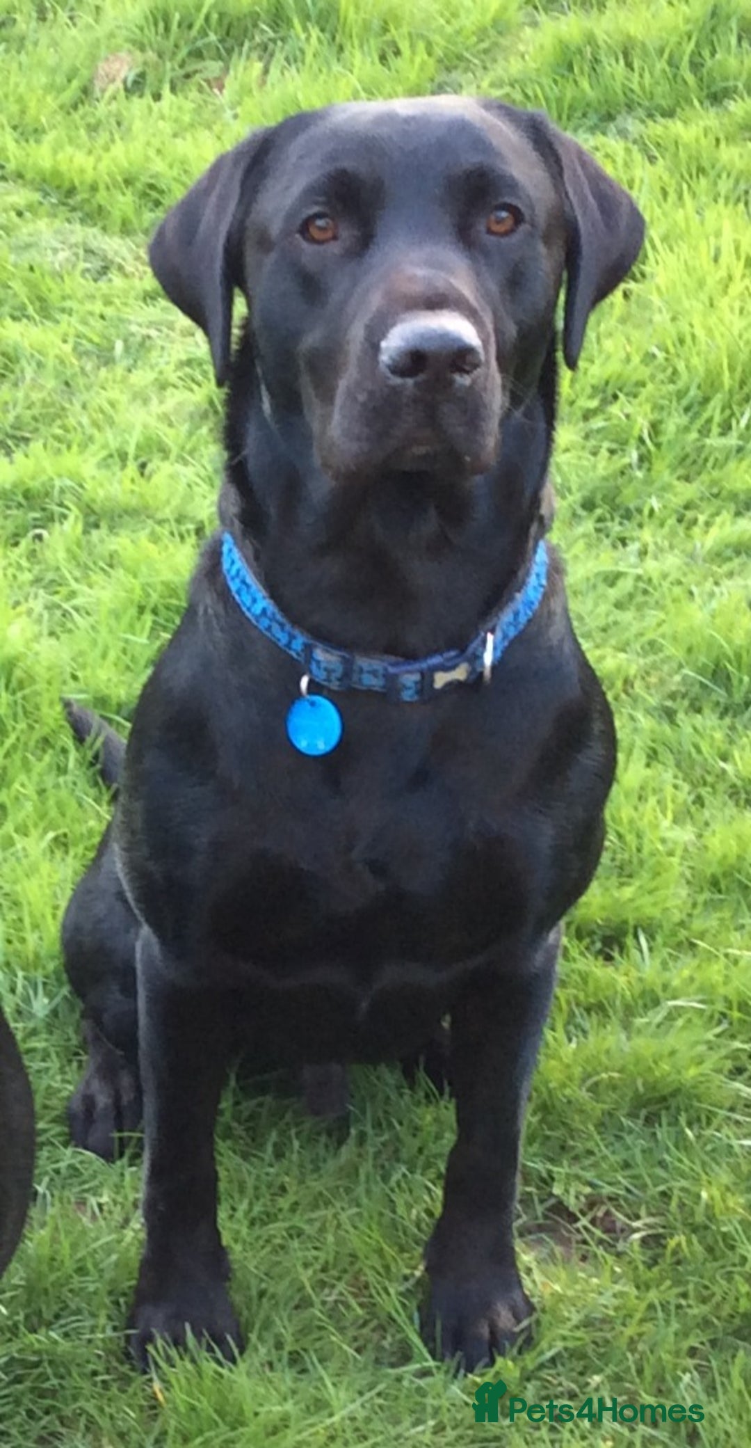 Labrador Retriever dogs for stud: Labrador KC registered for stud 2 years old Black  - Advert 8