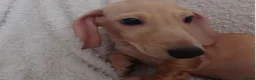 Miniature Dachshund dogs for sale: Cream Mini Dachshund Puppy Last one - Advert 13