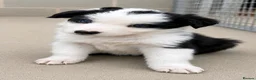 Border Collie dogs for sale: Gorgeous Border collie pups. KC registered.  - Advert 12