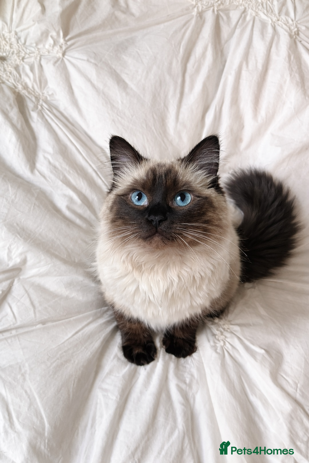 Ragdoll cats White with black Ragdoll kitten  - Advert 1