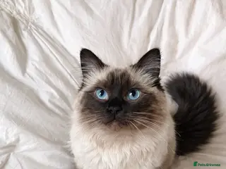 Ragdoll cats White with black Ragdoll kitten - Advert 1