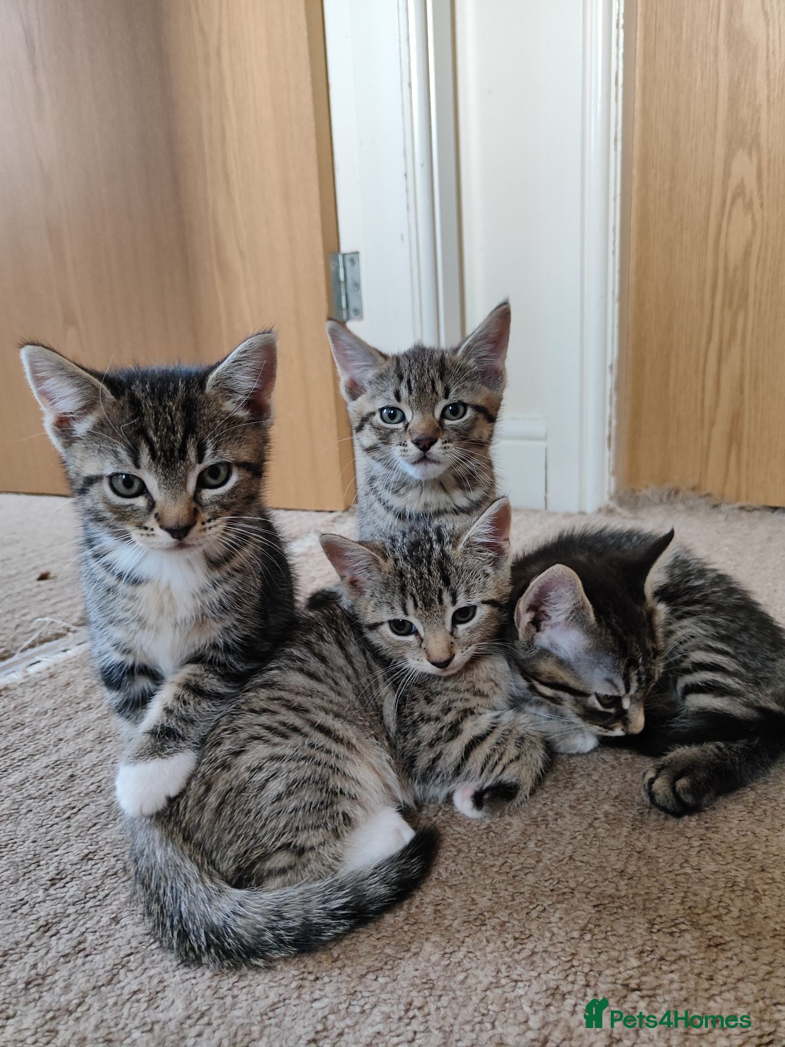 Mixed Breed cats Unique Tabby kittens   looking for a forever home  - Advert 1