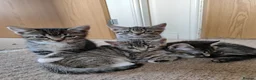 Mixed Breed cats for sale: Unique Tabby kittens   looking for a forever home  in Doncaster - Advert 1