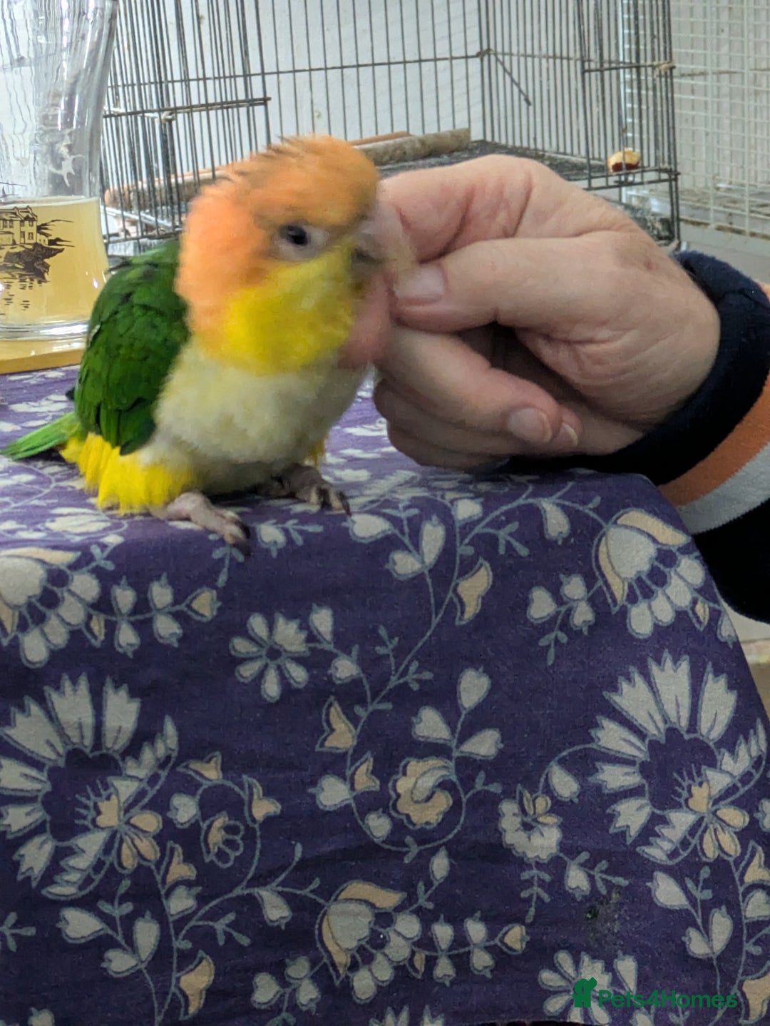 Parrots birds for sale: Yellow headed caiques baby girl very friendly - Advert 11