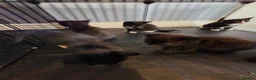 Mixed Breed cats for sale: Kittens for Sale in Bridlington - Advert 9
