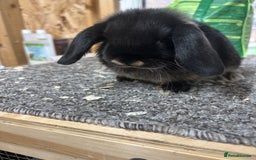 Mini Lop rabbits for sale: Pedigree Minilop babies for sale  - Image 3