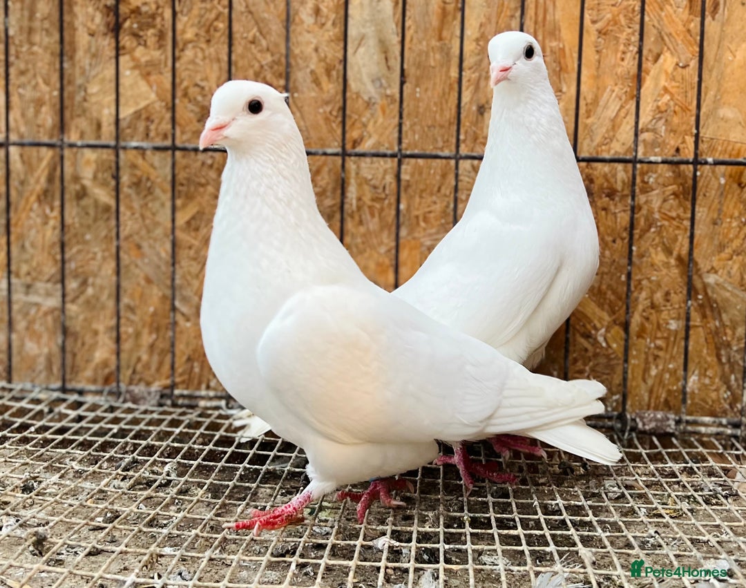 Pigeons birds for sale: PURE WHITE ENGLISH GARDEN DOVES - Image 6