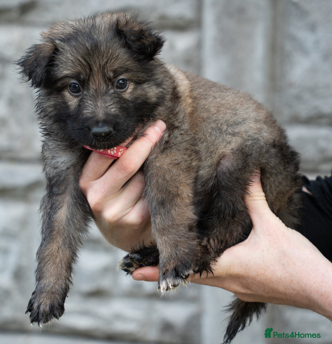 German Shepherd dogs for sale: German Shepherd Puppies - Image 17