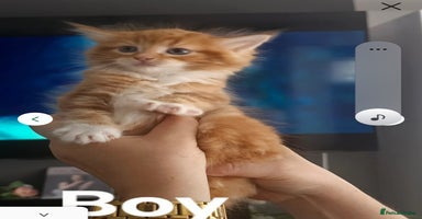 Maine Coon cats - Advert 5