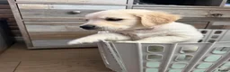 Golden Retriever dogs for sale: Beautiful Golden Retriever Puppies - Advert 8