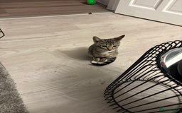 Mixed Breed cats for sale: Stunning wee kittens ready to go now  - Image 4