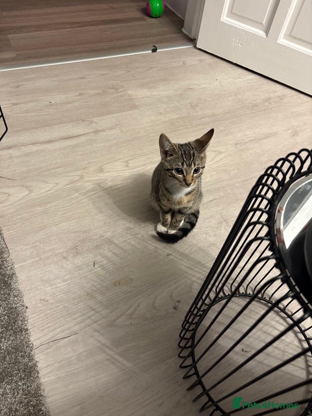 Mixed Breed cats for sale: Stunning wee kittens ready to go now  - Image 4