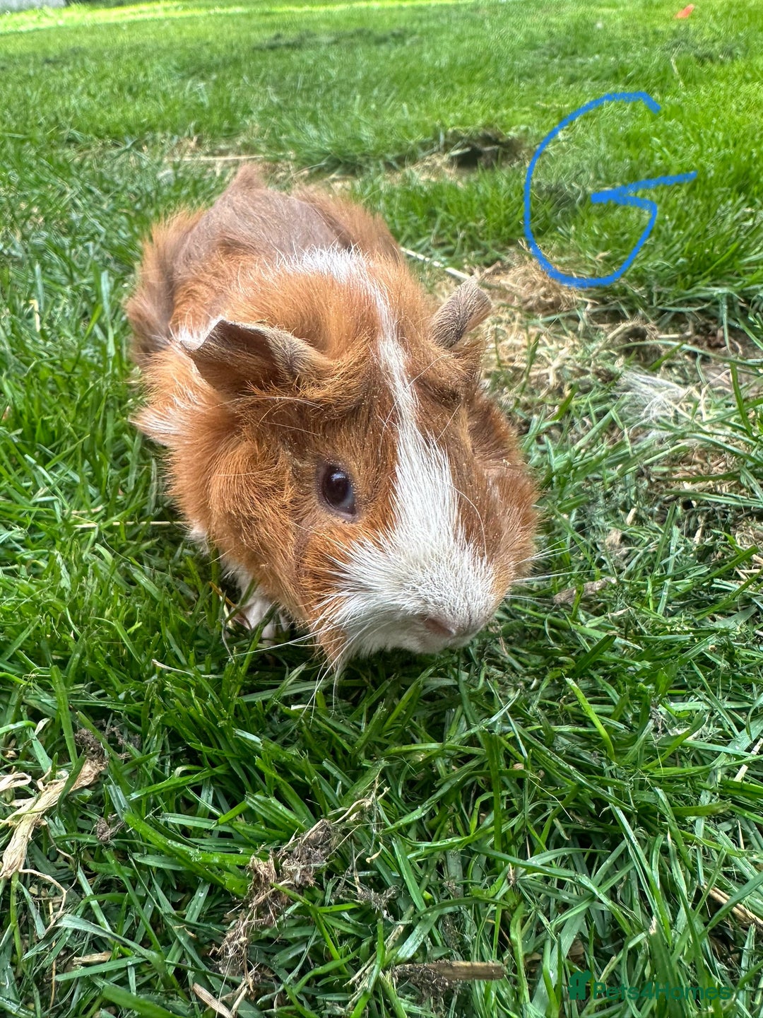 Guinea Pig rodents for sale: Female and male guinea pigs for sale  - Image 7