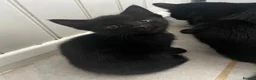 Mixed Breed cats for sale: Adorable Male Kittens for Sale - Black - Advert 2