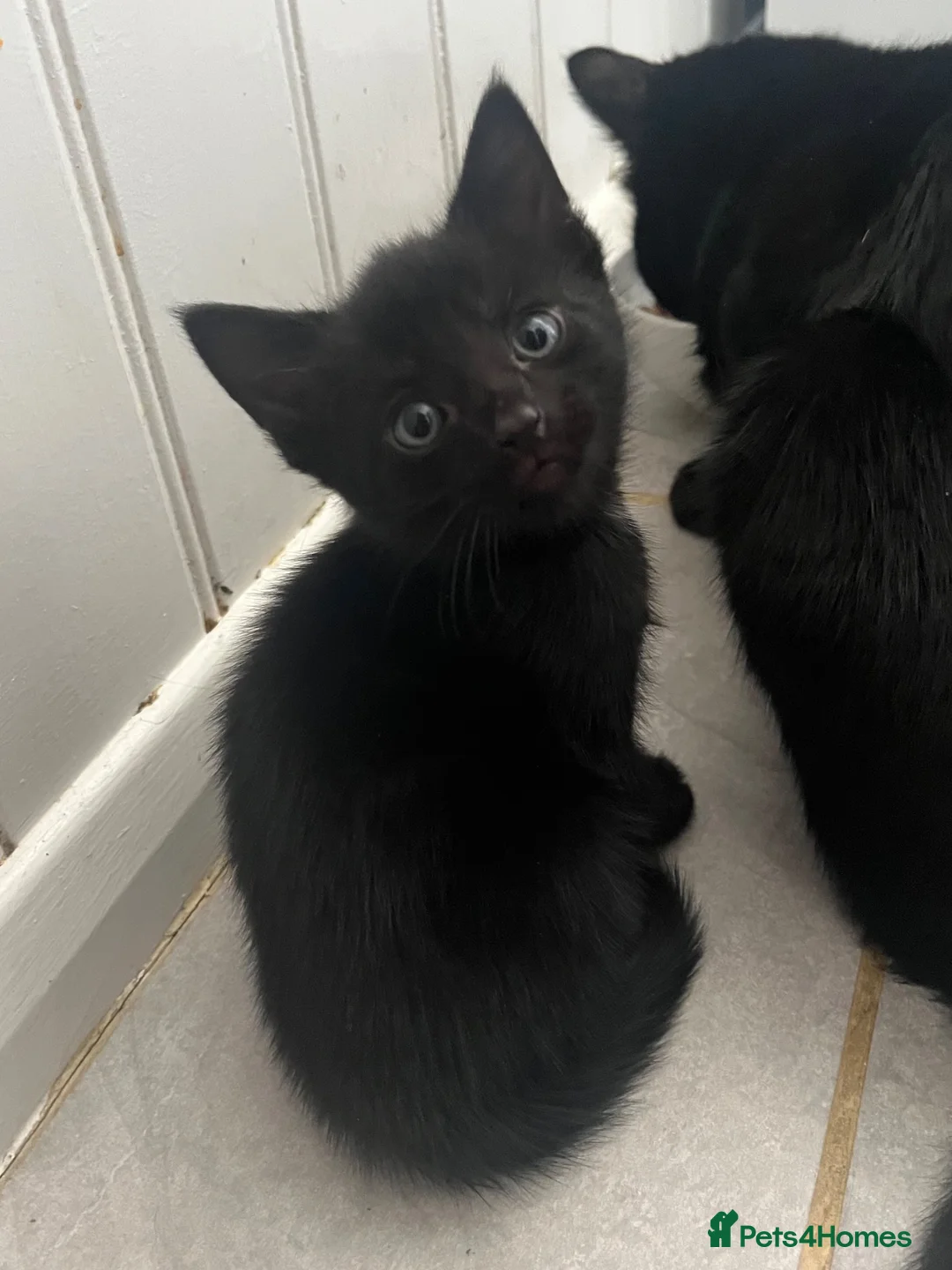 Mixed Breed cats for sale: Adorable Male Kittens for Sale - Black - Advert 2