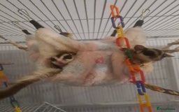 Sugar Glider rodents for sale: Breeding pair in Barnsley - Image 3