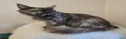 Maine Coon cats for sale: Male Maine Coon Black Smoke - Advert 18