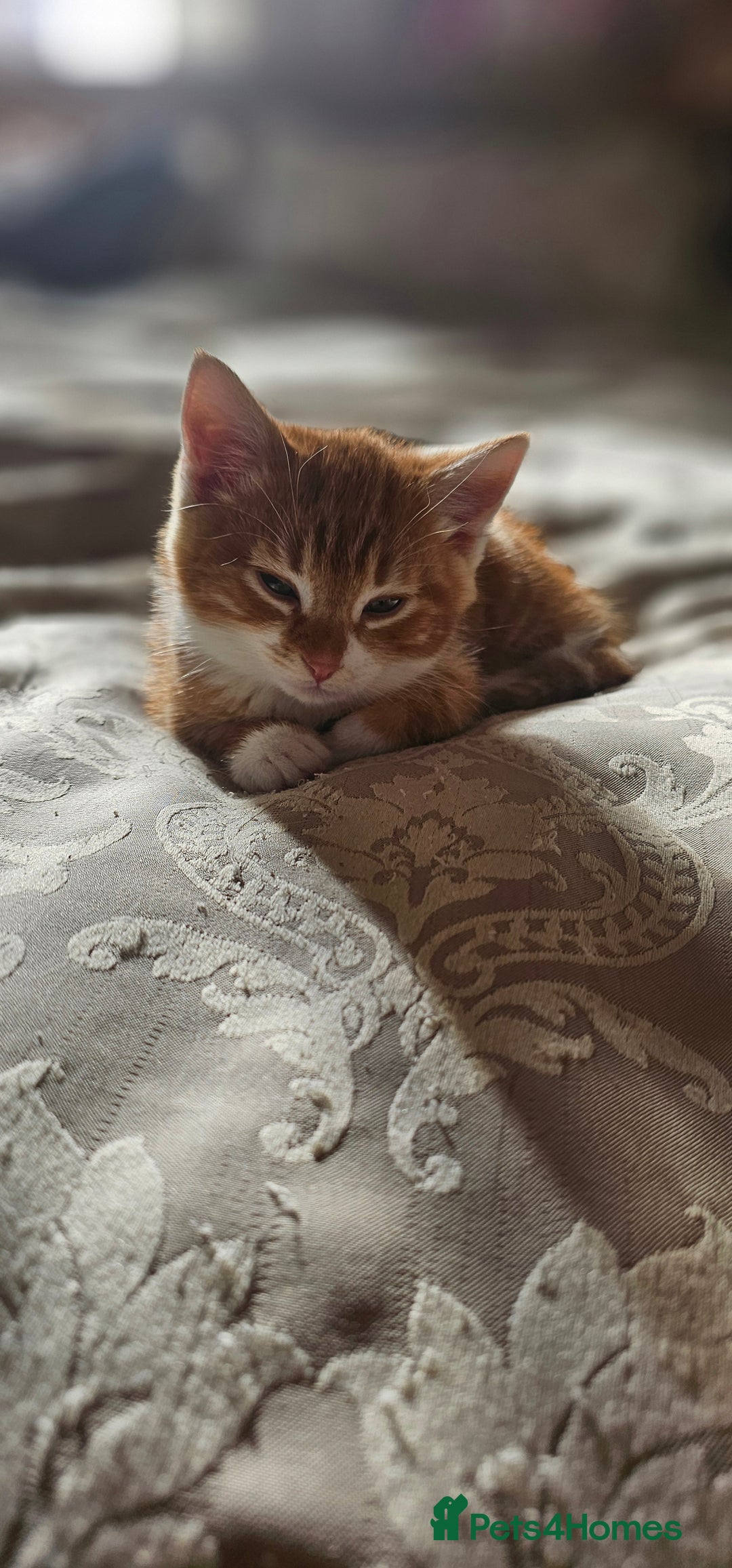 Domestic Shorthair cats for sale: Kittens looking for forever home 🧡🤎🧡 - Image 5