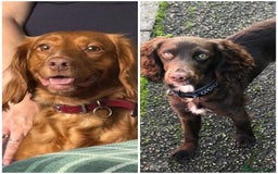 Cocker Spaniel dogs for sale: Cocker spaniel puppies  - Advert 12